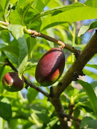 우창구님의 🍎 농부님들! '적과'하셨나요? · 참여글 작성글 사진