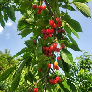 복주농장님의 자유주제 · 자유게시판 작성글 사진