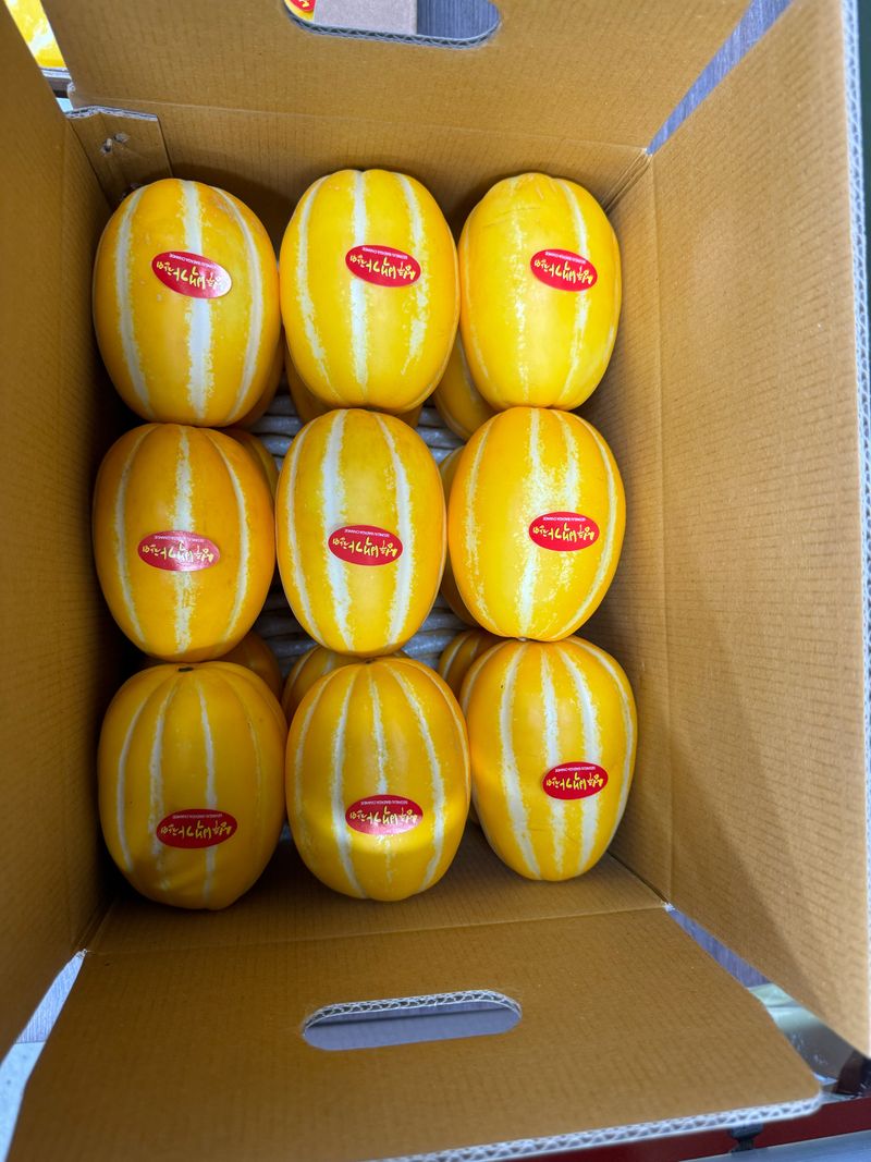 백만흠님의 장터 판매 상품 [성주백가참외 3kg 가정용] 첨부 사진