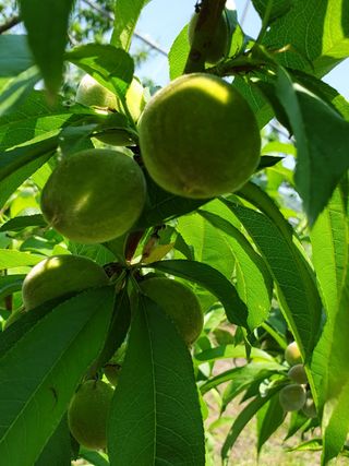 우창구님의 🍎 농부님들! '적과'하셨나요? · 참여글 작성글 사진