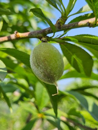 우창구님의 🍎 농부님들! '적과'하셨나요? · 참여글 작성글 사진