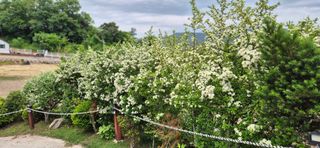 달맛햇복숭아농원님의 자유주제 · 사진전 작성글 사진