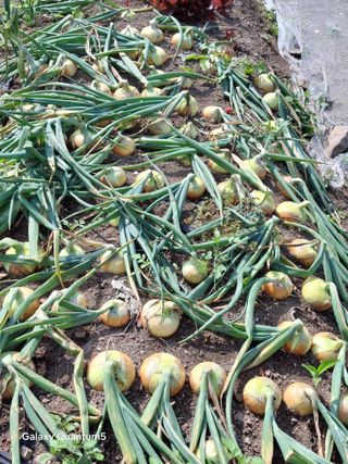 이세순님의 자유주제 · 자유게시판 작성글 사진