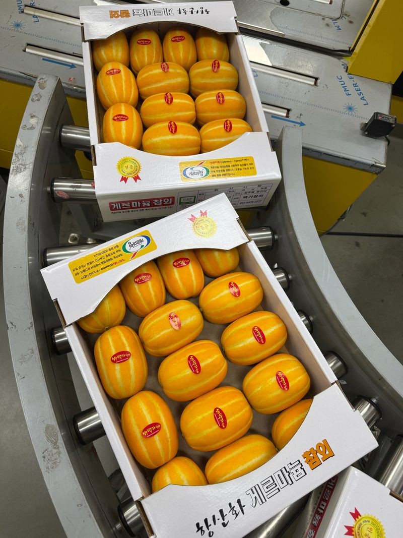 백만흠님의 장터 판매 상품 [성주백가참외 3kg 가정용] 첨부 사진