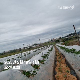 민들레님의 자유주제 · 자유게시판 작성글 사진