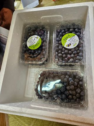 제주 지안이네농장님의 자유주제 · 자유게시판 작성글 사진