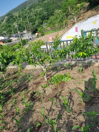 김용대님의 자유주제 · 자유게시판 작성글 사진