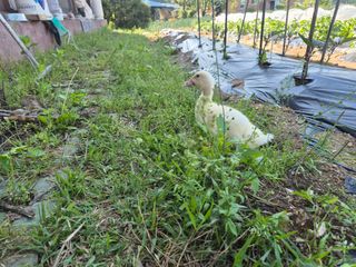 양평동물농장님의 자유주제 · 자유게시판 작성글 사진