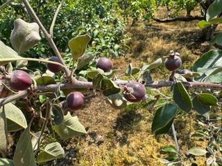 혜쩡님의 🍎 농부님들! '적과'하셨나요? · 참여글 작성글 사진