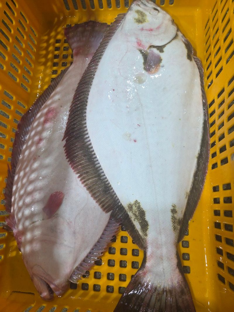 김진국님의 장터 판매 상품 [완도 자연산 광어회 필렛포장 배송. 숙성회] 첨부 사진