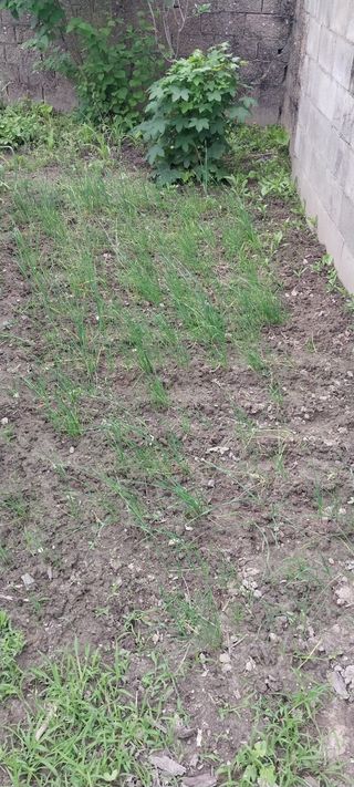 주말 텃밭 농부님의 자유주제 · 자유게시판 작성글 사진