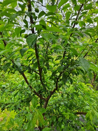 지리산호야님의 🍎 농부님들! '적과'하셨나요? · 참여글 작성글 사진