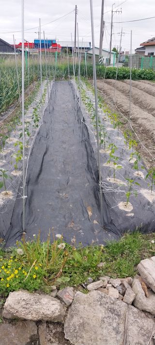 주말 텃밭 농부님의 자유주제 · 자유게시판 작성글 사진