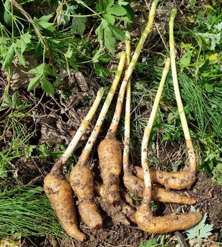 김금순자연산약초님의 자유주제 · 칭찬해요 작성글 사진