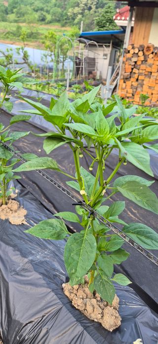 창공 귀농귀촌 초보님의 자유주제 · 자유게시판 작성글 사진