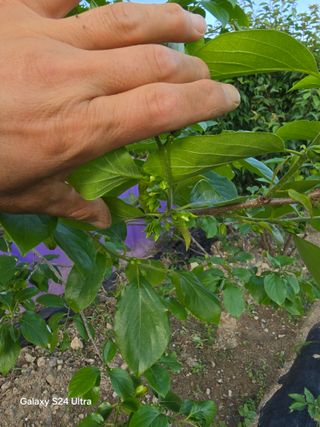 소병찬님의 🍎 농부님들! '적과'하셨나요? · 참여글 작성글 사진