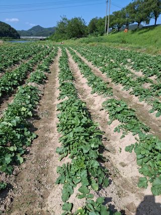 박진하님의 자유주제 · 자유게시판 작성글 사진