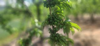 들깨17270님의 🍎 농부님들! '적과'하셨나요? · 참여글 작성글 사진