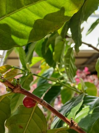 맞춤포도 드론방제님의 자유주제 · 자유게시판 작성글 사진