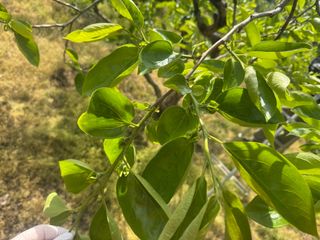 혜쩡님의 🍎 농부님들! '적과'하셨나요? · 참여글 작성글 사진