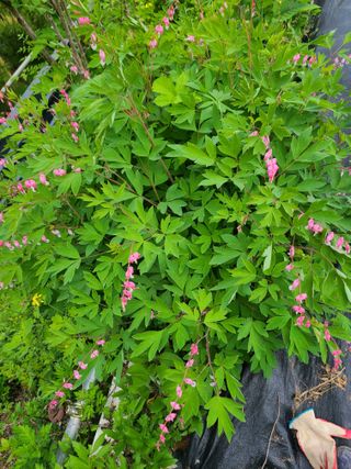 이박농장님의 자유주제 · 자유게시판 작성글 사진