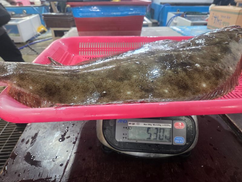 김진국님의 장터 판매 상품 [완도 자연산 광어회 필렛포장 배송. 숙성회] 첨부 사진