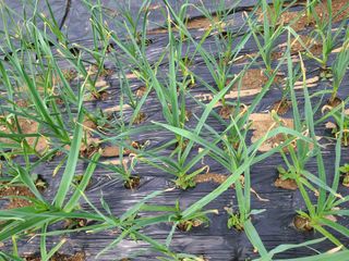 이박농장님의 자유주제 · 자유게시판 작성글 사진