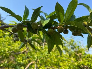 혜쩡님의 🍎 농부님들! '적과'하셨나요? · 참여글 작성글 사진