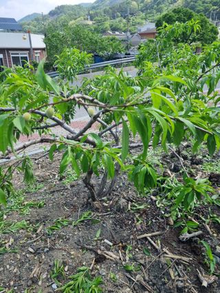 김용대님의 자유주제 · 자유게시판 작성글 사진