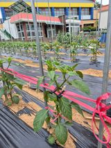 팜모닝 농사, 무엇이든 물어보세요!·참여글 게시글 이미지