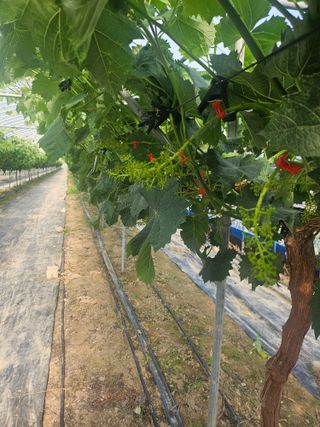 최지훈님의 농사, 무엇이든 물어보세요! · 참여글 작성글 사진