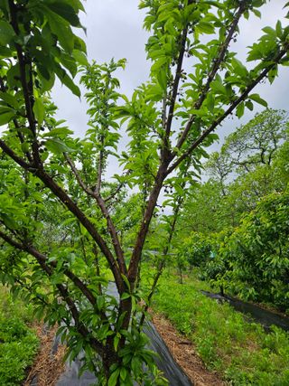 지리산호야님의 🍎 농부님들! '적과'하셨나요? · 참여글 작성글 사진