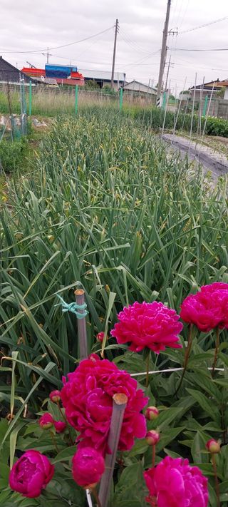 주말 텃밭 농부님의 자유주제 · 자유게시판 작성글 사진