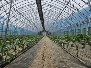 전봉우(채미농원)님의 자유주제 · 자유게시판 작성글 사진