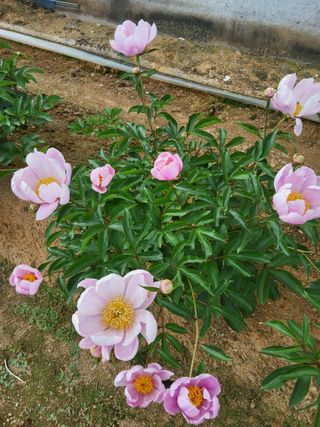 팜모닝회원 김순달 님의 자유주제 · 자유게시판 작성글 사진