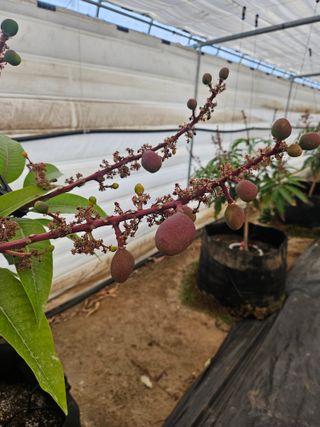 다디단 망고 농장님의 자유주제 · 자유게시판 작성글 사진