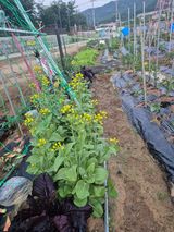 팜모닝 농사, 무엇이든 물어보세요!·참여글 게시글 이미지