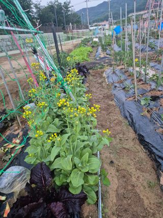 우리농장주님의 농사, 무엇이든 물어보세요! · 참여글 작성글 사진