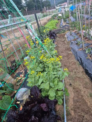 우리농장주님의 농사, 무엇이든 물어보세요! · 참여글 작성글 사진