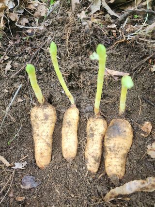김금순자연산약초님의 자유주제 · 칭찬해요 작성글 사진