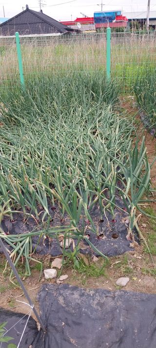 주말 텃밭 농부님의 자유주제 · 자유게시판 작성글 사진