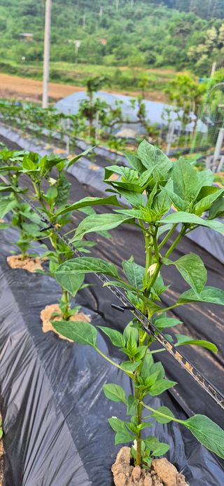 창공 귀농귀촌 초보님의 자유주제 · 자유게시판 작성글 사진