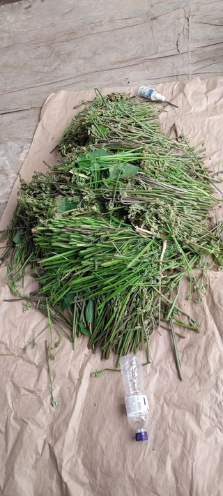 낙엽교목류15665님의 자유주제 · 자유게시판 작성글 사진