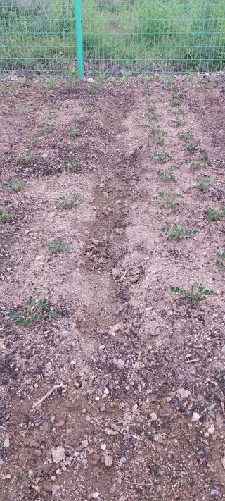 주말 텃밭 농부님의 자유주제 · 자유게시판 작성글 사진