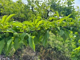 혜쩡님의 🍎 농부님들! '적과'하셨나요? · 참여글 작성글 사진