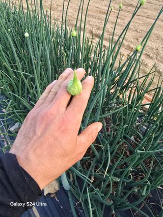 소병찬님의 🍎 농부님들! '적과'하셨나요? · 참여글 작성글 사진