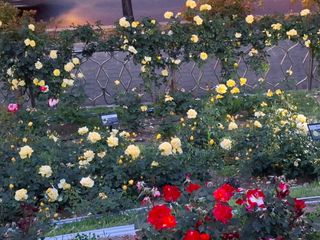 초보굴백이님의 자유주제 · 자유게시판 작성글 사진