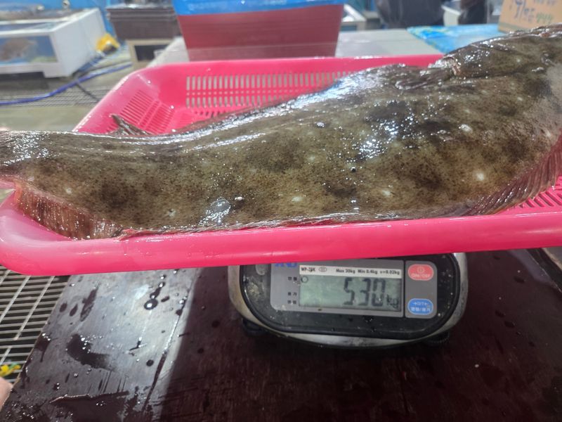 김진국님의 장터 판매 상품 [완도 자연산 광어회 필렛포장 배송. 숙성회] 첨부 사진