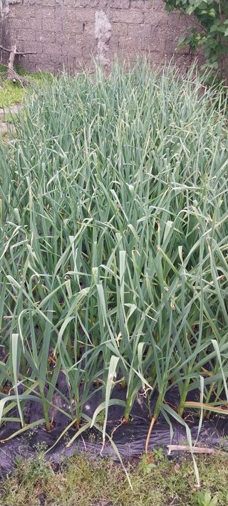 주말 텃밭 농부님의 자유주제 · 자유게시판 작성글 사진