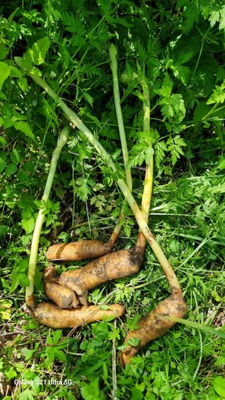 김금순자연산약초님의 자유주제 · 칭찬해요 작성글 사진